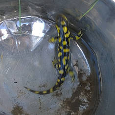 Elkhorn Ranch Neighborhood Visitor